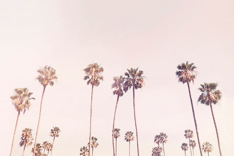 Picture of SUNNY CALI PALM TRESS