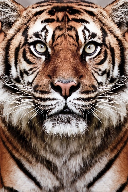 Picture of TIGER