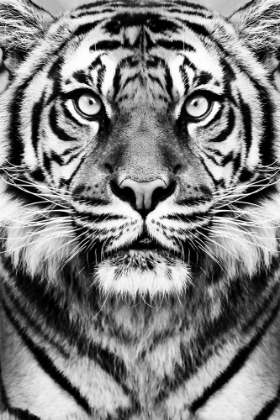 Picture of TIGER IN BLACK AND WHITE