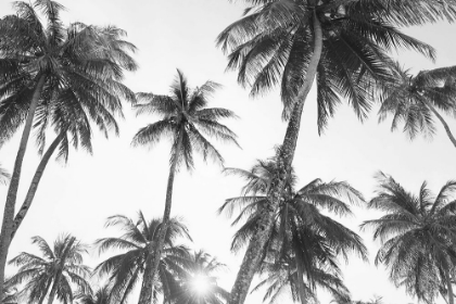 Picture of TROPICAL IN BLACK AND WHITE