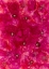Picture of BLOOMS IN PINK