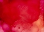 Picture of FIRECRACKER