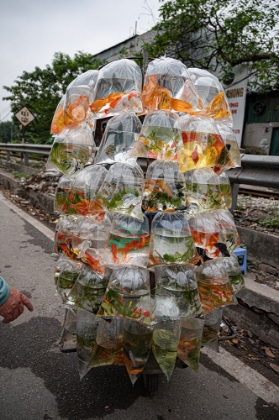 Picture of FISH SELLER VIETNAM