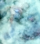 Picture of HYDRANGEA-A1L