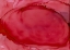 Picture of OVAL POPPY