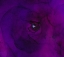 Picture of BLOOMS IN AMETHYST-L-R2