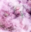 Picture of ENGLISH GARDEN-R2