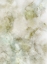 Picture of HYDRANGEA-NRR1