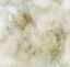 Picture of HYDRANGEA-NRR7
