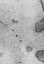 Picture of SALTED-LL1