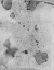 Picture of SALTED-R