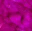 Picture of VELVET-RV