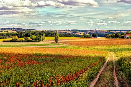 Picture of BACK ROAD FROM FRANCESCAS