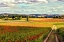 Picture of BACK ROAD FROM FRANCESCAS