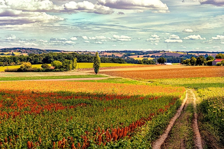 Picture of BACK ROAD FROM FRANCESCAS