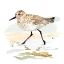 Picture of FRECKLED SANDPIPER I