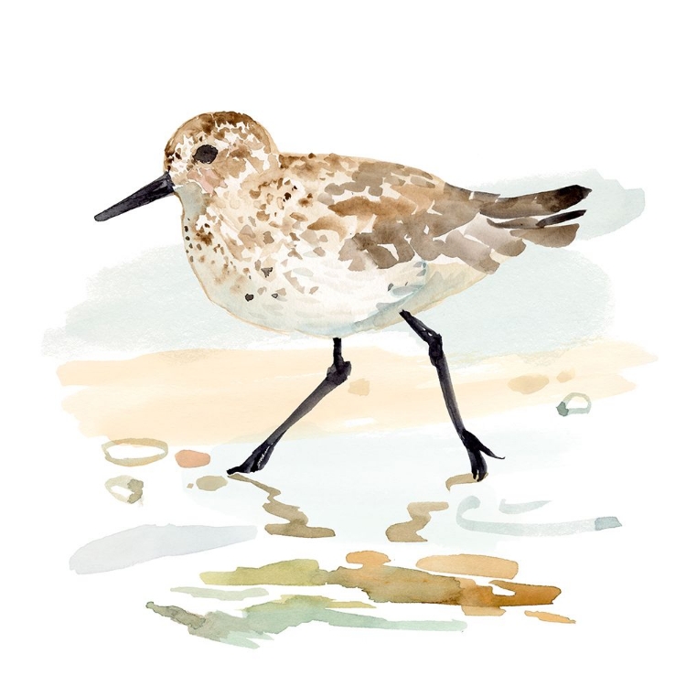 Picture of FRECKLED SANDPIPER I