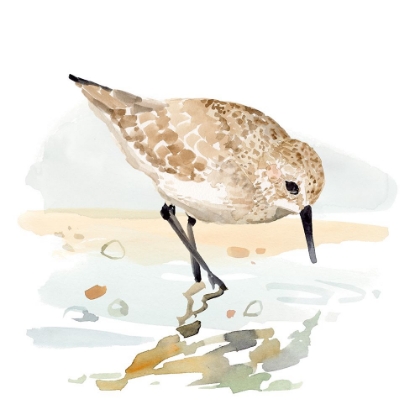 Picture of FRECKLED SANDPIPER II