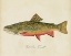 Picture of FRESHWATER FISH STUDY I