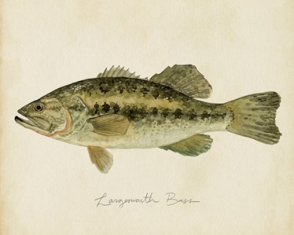 Picture of FRESHWATER FISH STUDY III