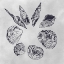 Picture of OCEAN SEASHELLS I