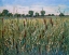 Picture of CATTAIL MARSH I