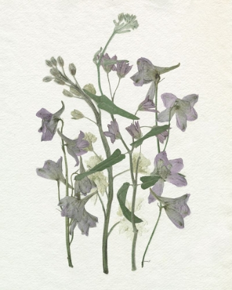 Picture of FADED PRESSED BOUQUET II