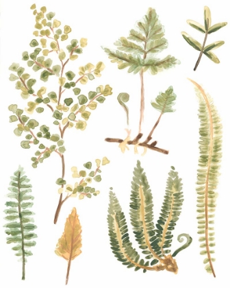 Picture of FERN NATURE COLLECTION I