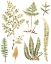 Picture of FERN NATURE COLLECTION I