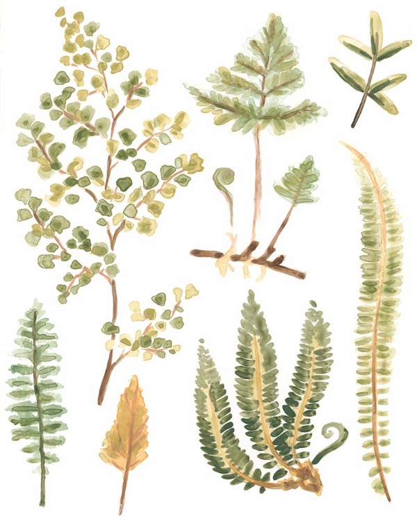 Picture of FERN NATURE COLLECTION I
