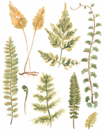 Picture of FERN NATURE COLLECTION II