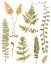 Picture of FERN NATURE COLLECTION II