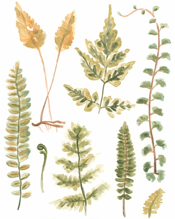Picture of FERN NATURE COLLECTION II