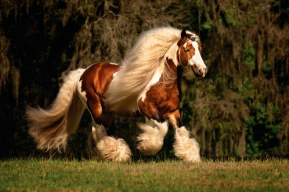 Picture of FLOWING MANE I