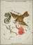 Picture of HALLS ASTRONOMICAL ILLUSTRATIONS XII