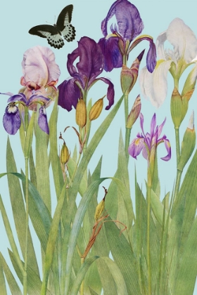 Picture of IRIS FANTASY I