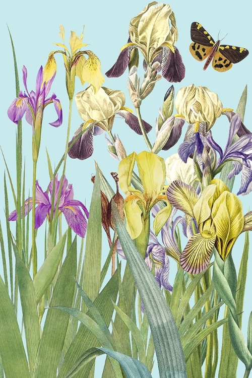 Picture of IRIS FANTASY II