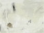 Picture of NEUTRAL MARKINGS II