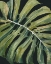 Picture of NOCTURNAL MONSTERA I