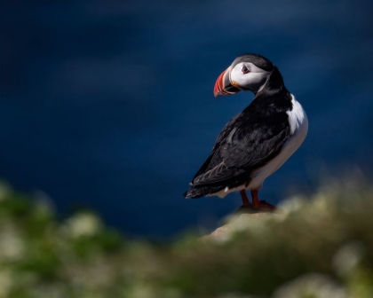 Picture of PUFFIN BIRD I