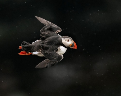 Picture of PUFFIN BIRD II