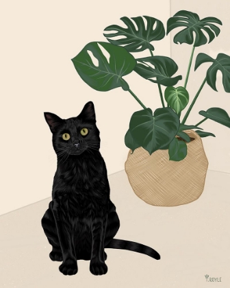 Picture of RASCAL CAT VIII