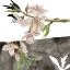 Picture of SUMMER CHERRY BLOSSOM IV