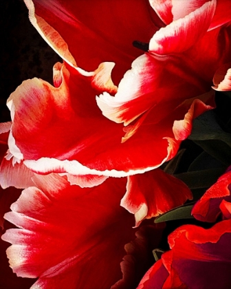 Picture of WHITE TIPPED RED TULIP I
