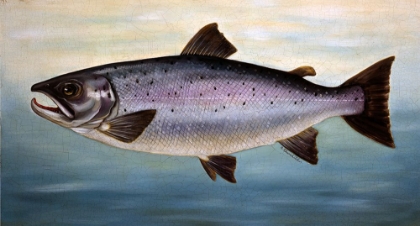 Picture of ATLANTIC SALMON