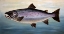 Picture of ATLANTIC SALMON