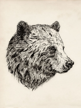 Picture of BEAR INK SKETCH I