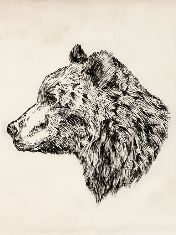 Picture of BEAR INK SKETCH II