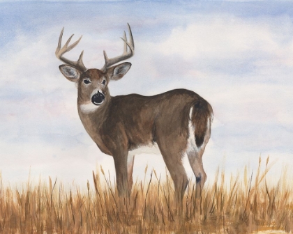 Picture of BIG SKY WHITETAIL I