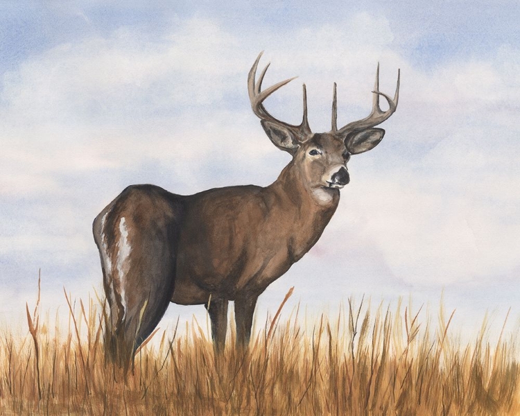 Picture of BIG SKY WHITETAIL II